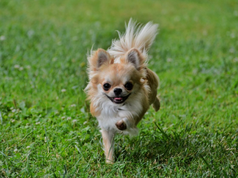 Educatore_Cinofino_Pescara_PuppyClass_1