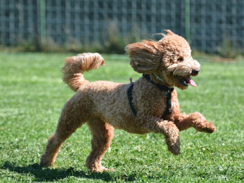 Educatore_Cinofino_Pescara_PuppyClass_10