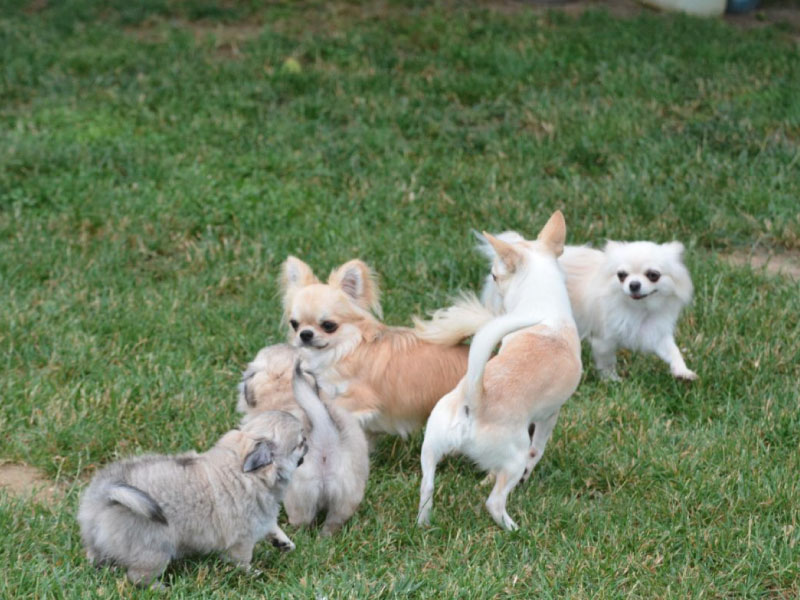 Educatore_Cinofino_Pescara_PuppyClass_12