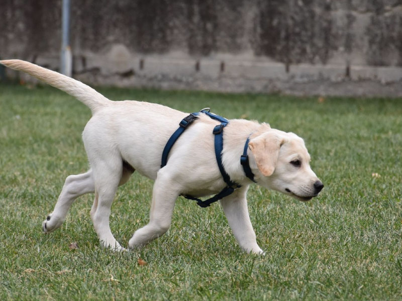 Educatore_Cinofino_Pescara_PuppyClass_13