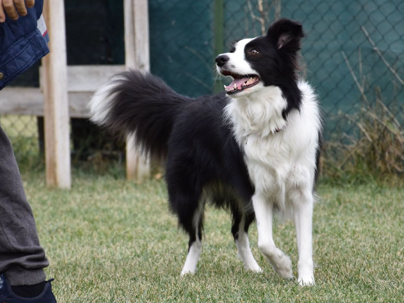 Educatore_Cinofino_Pescara_PuppyClass_14