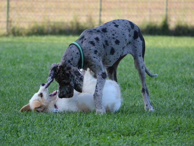 Educatore_Cinofino_Pescara_PuppyClass_4