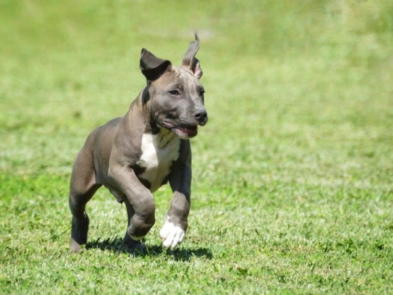 Educatore_Cinofino_Pescara_PuppyClass_6