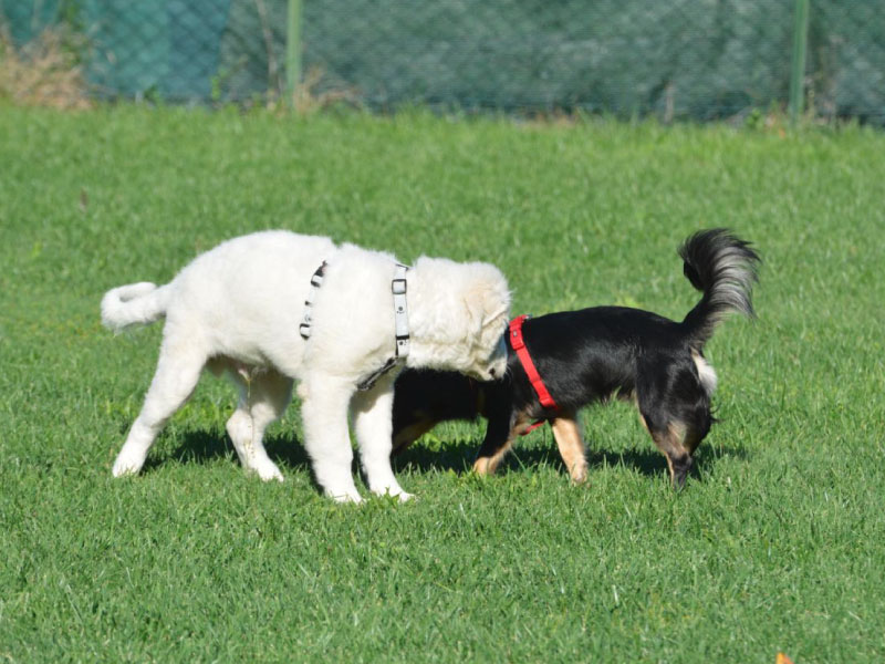 Educatore_Cinofino_Pescara_PuppyClass_9