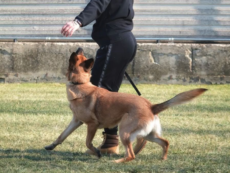 Pescara_Educatore_Cinofilo_Popedeutica_Sportiva_1
