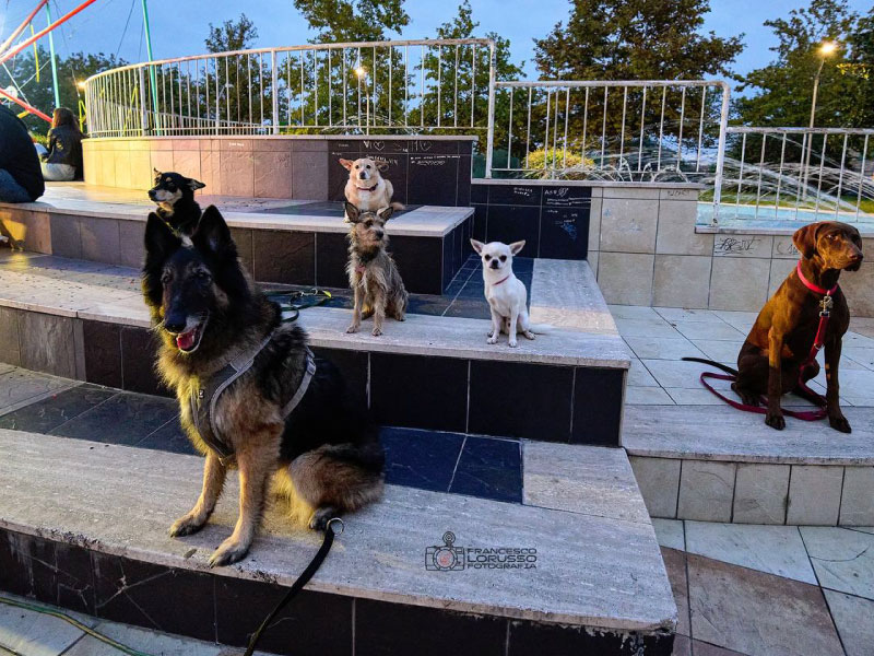 Cane_Urbano_Educatore_Cinofilo_Pescara_7