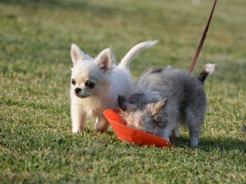 PreAdozione_Pescara_Cane_2