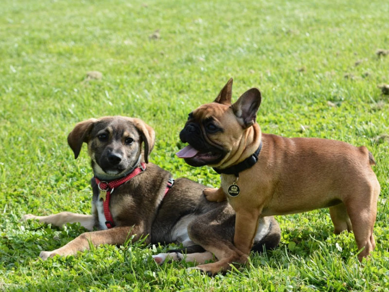 PreAdozione_Pescara_Cane_3