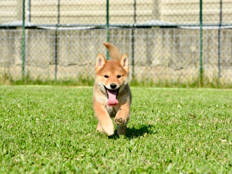 PreAdozione_Pescara_Cane_4
