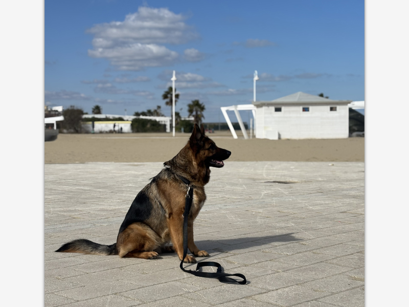 Cane_Urbano_Pescara