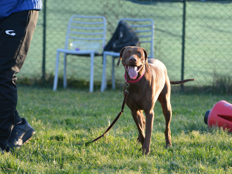 Classe_di_lavoro_cane_pescara