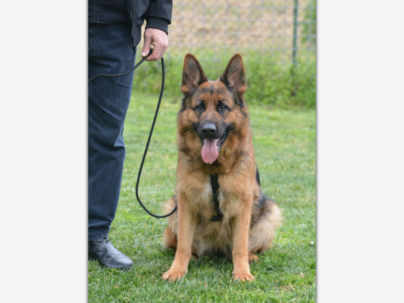 Classe_di_lavoro_cane_pescara_educatore