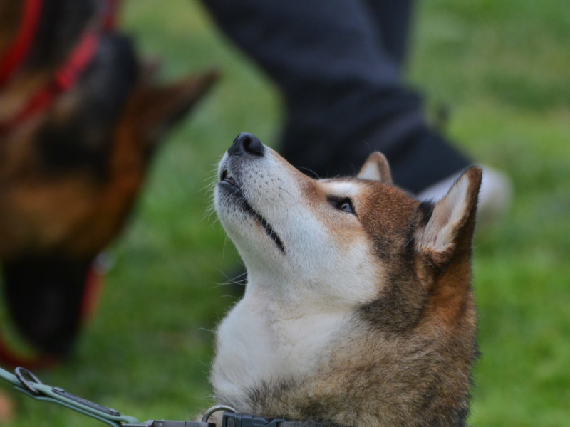Consulenza_pre_adozione_cane_pescara_2