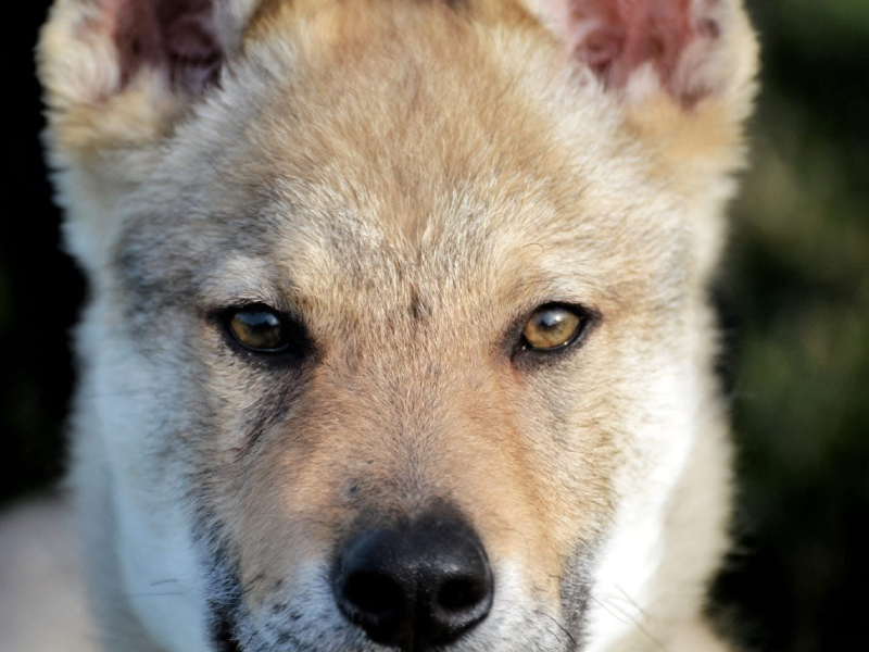 Dog_sitting_pescara_2
