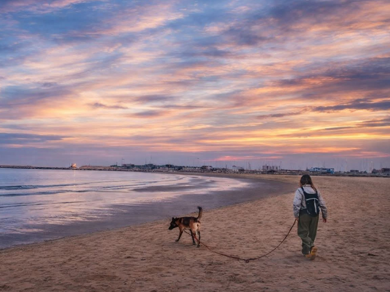 Dog_sitting_pescara_3