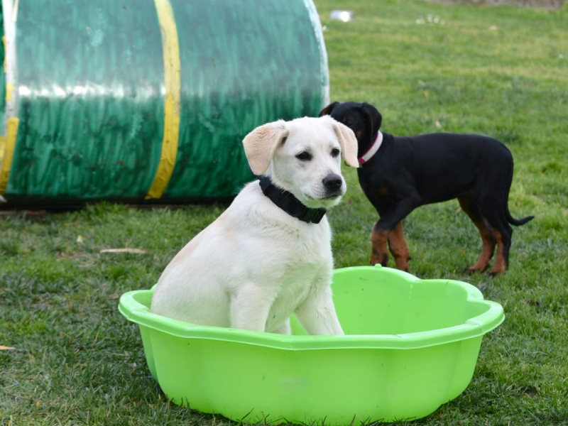 Educatore_Cinofilo_Puppy_Class_1