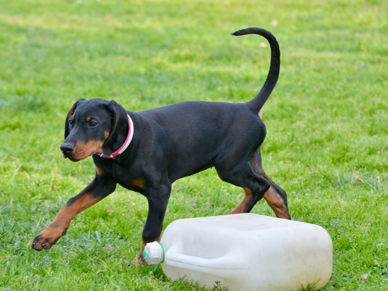 Educatore_Cinofilo_Puppy_Class_2