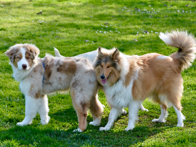 Educatore_Cinofilo_Puppy_Class_3
