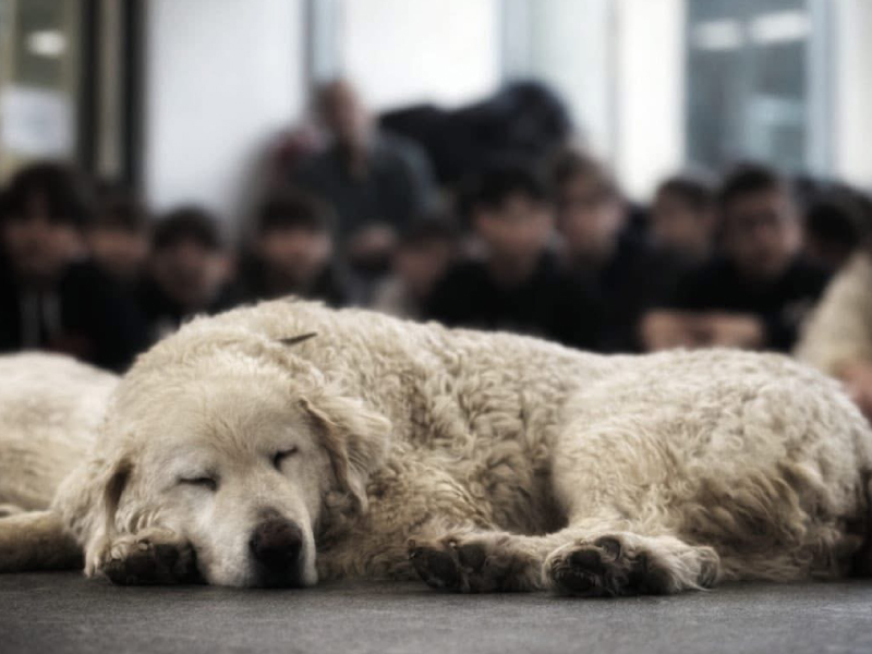 Percorsi_bambini_educatore_cani