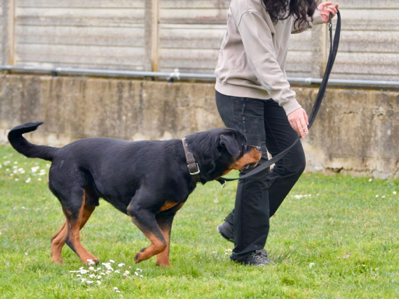 Propedeutica_sportiva_cane